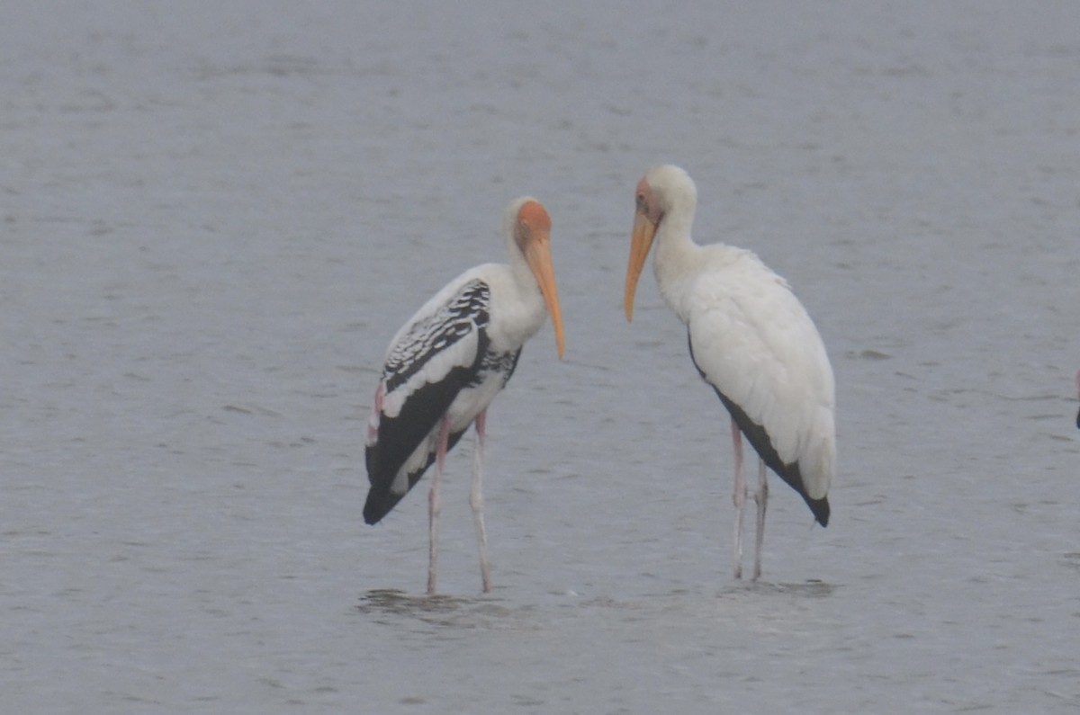 malaystork - ML641487365