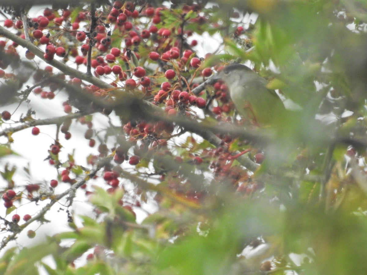 Eurasian Blackcap - ML641487372