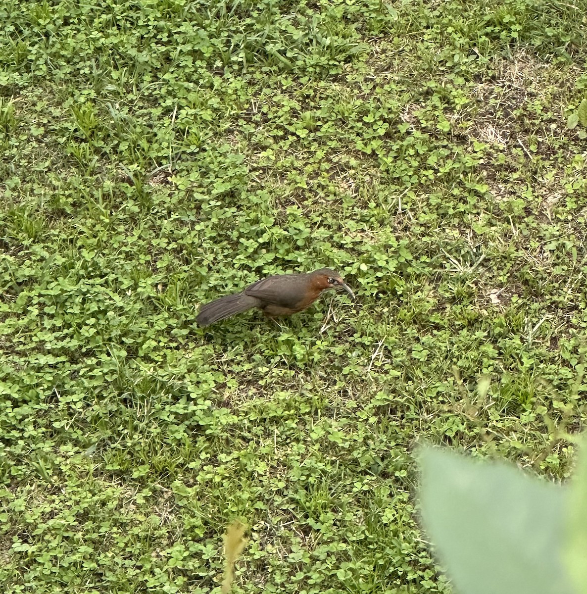 Rusty-cheeked Scimitar-Babbler - ML641487374