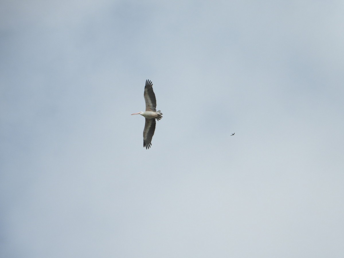 Spot-billed Pelican - ML641487377