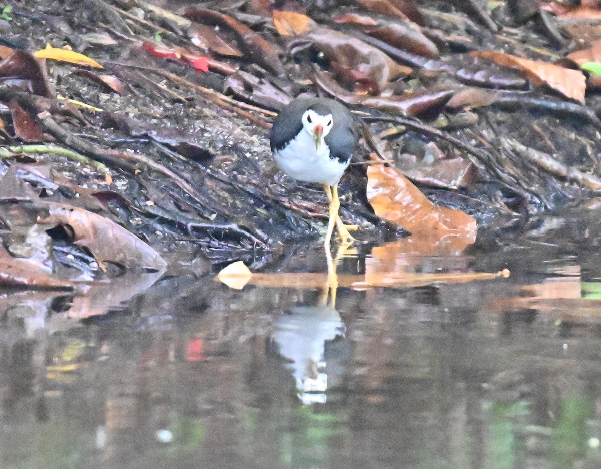 White-breasted Waterhen - ML641487450
