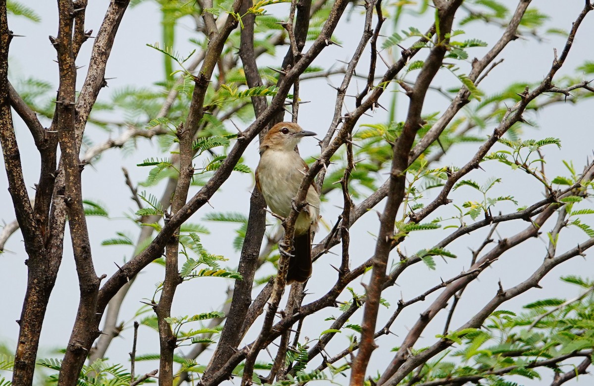 Northern Brownbul - ML641487461