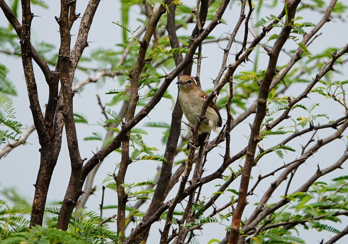 Northern Brownbul - ML641487462