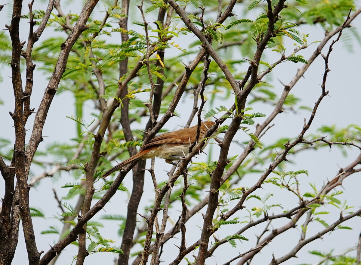 Northern Brownbul - ML641487497