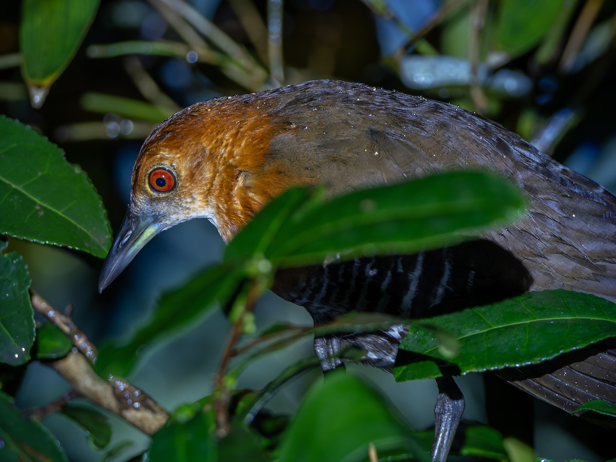Slaty-legged Crake - ML641487501