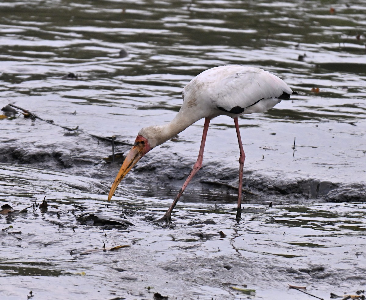 malaystork - ML641487530