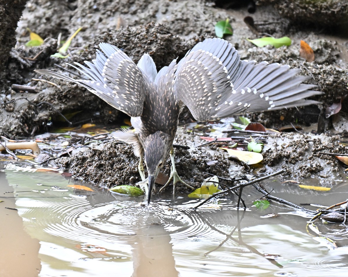 Black-crowned Night Heron - ML641487561