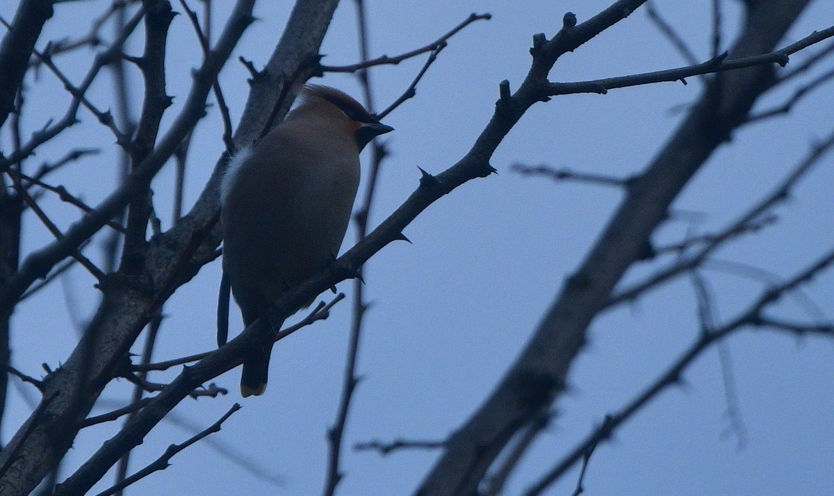 Bohemian Waxwing - ML641487591