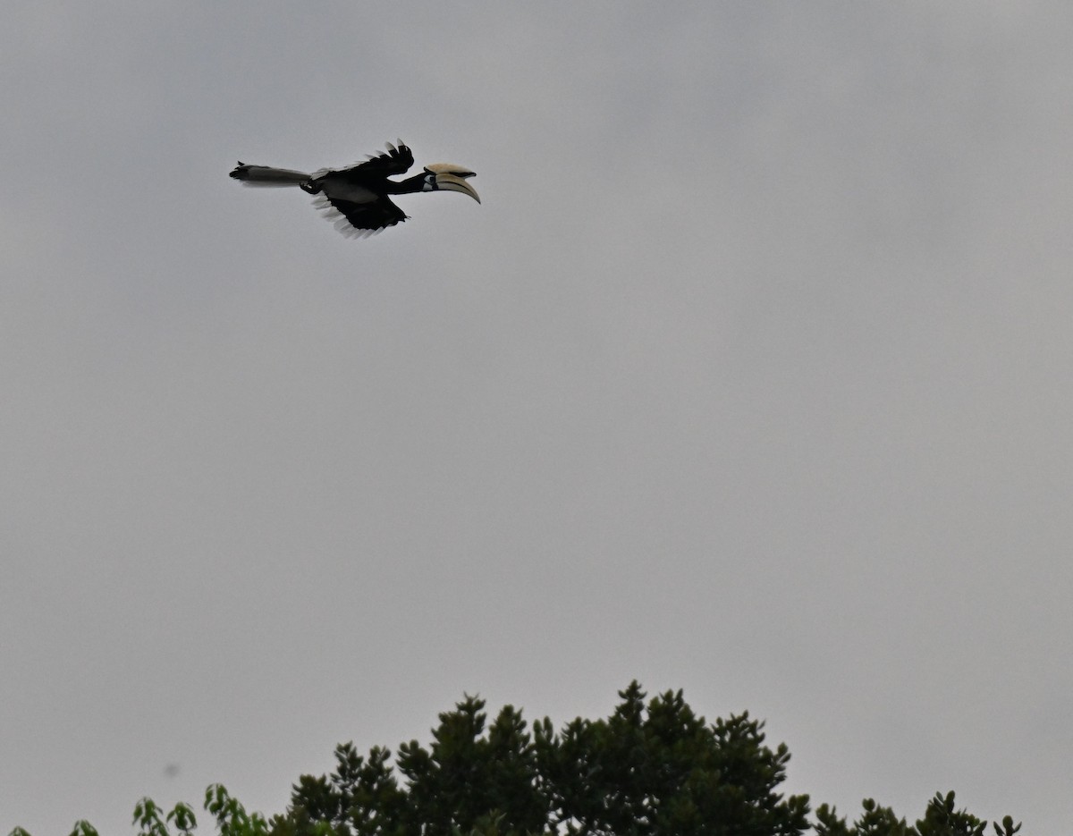 Oriental Pied-Hornbill - ML641487623