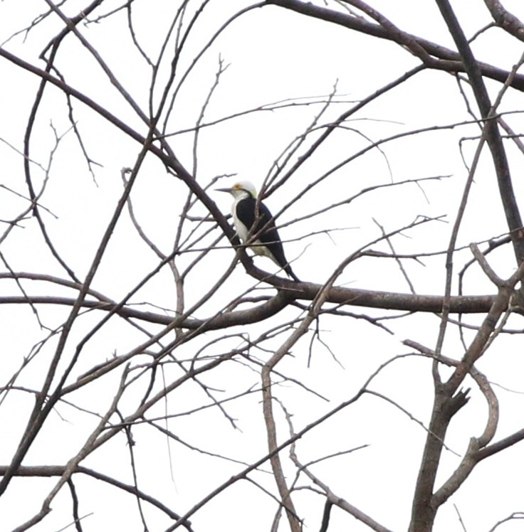 White Woodpecker - ML641487693