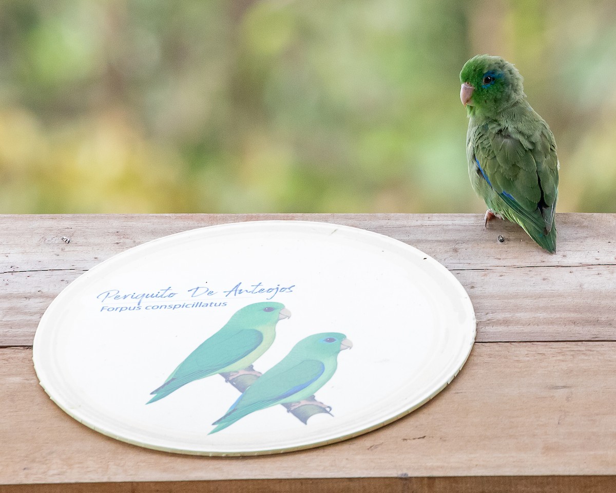 Spectacled Parrotlet - ML641487700