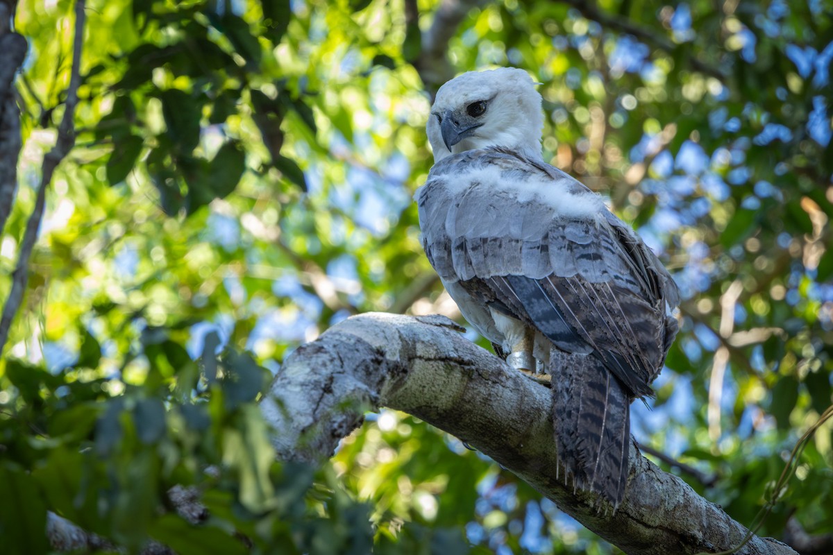 Harpy Eagle - ML641487702