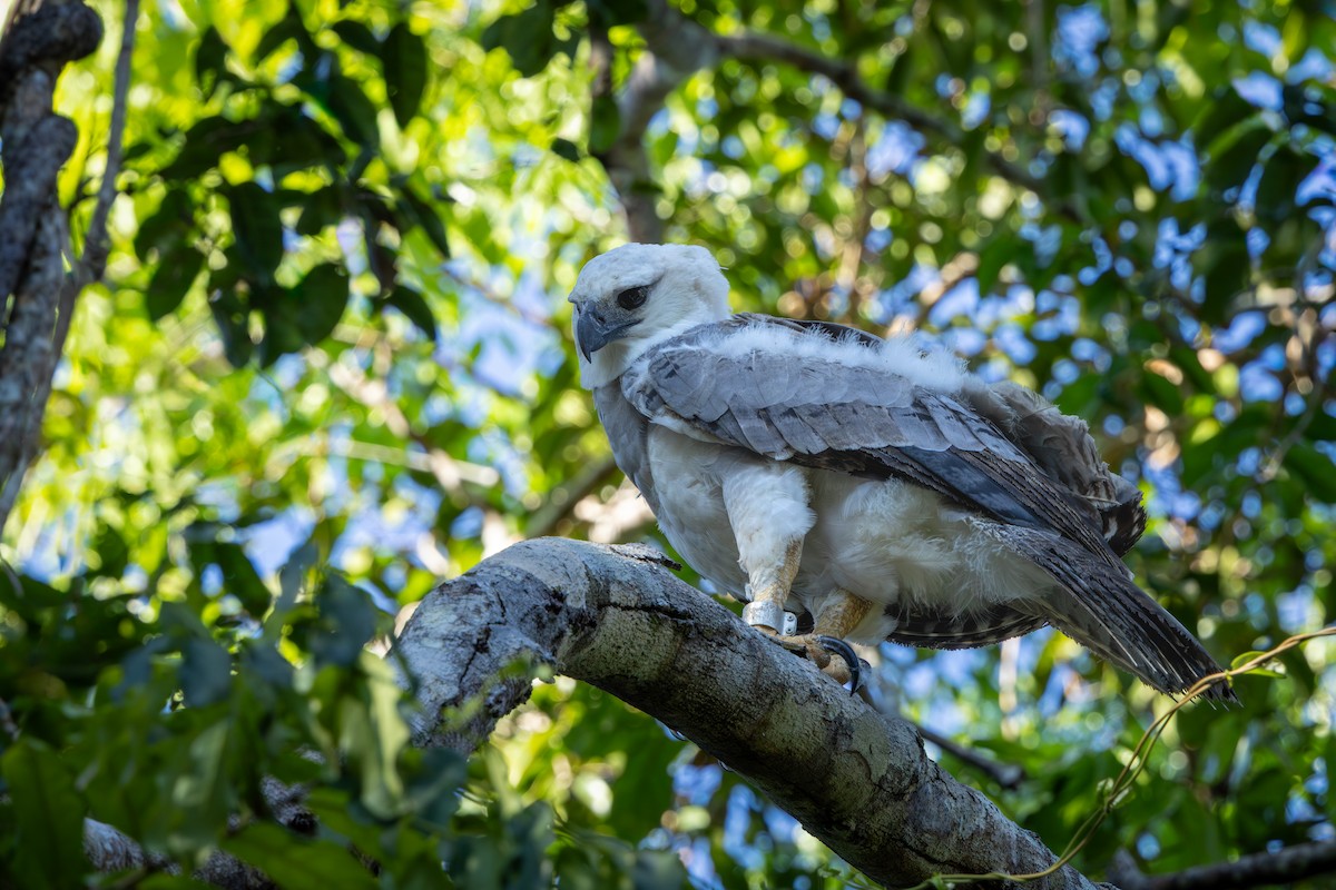 Harpy Eagle - ML641487703