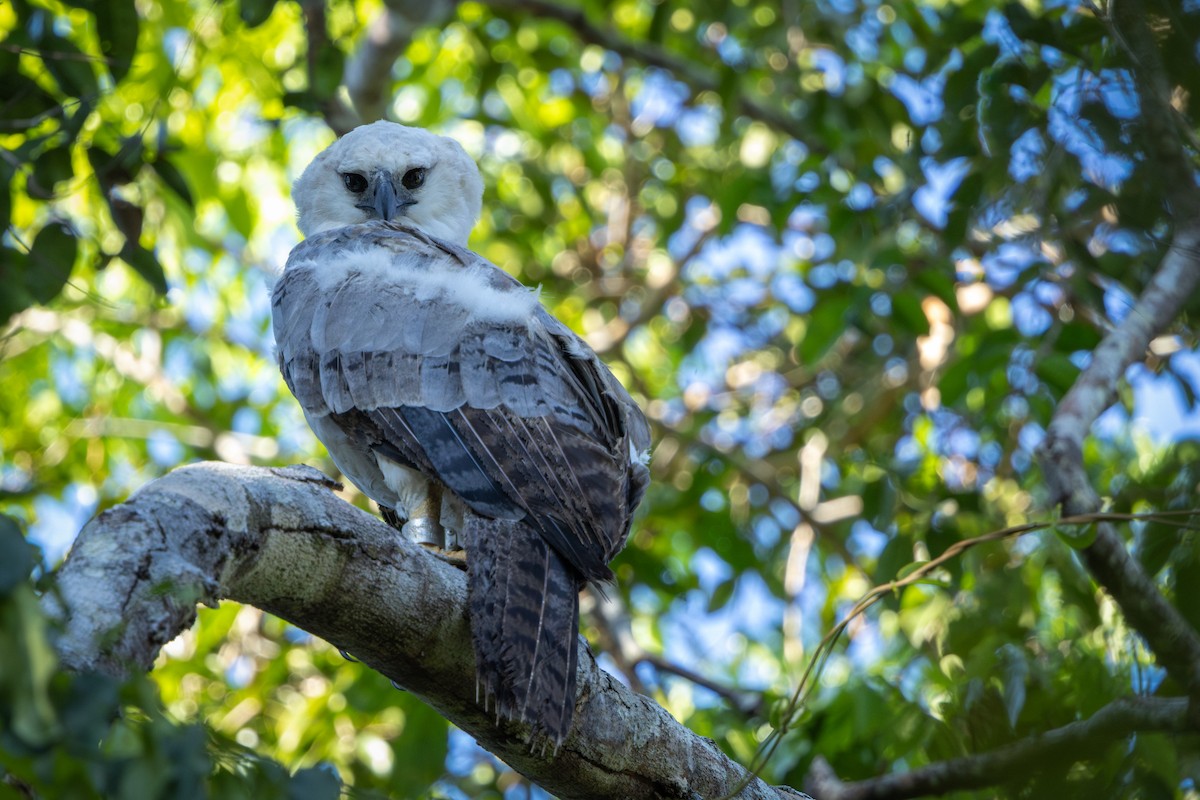 Harpy Eagle - ML641487704