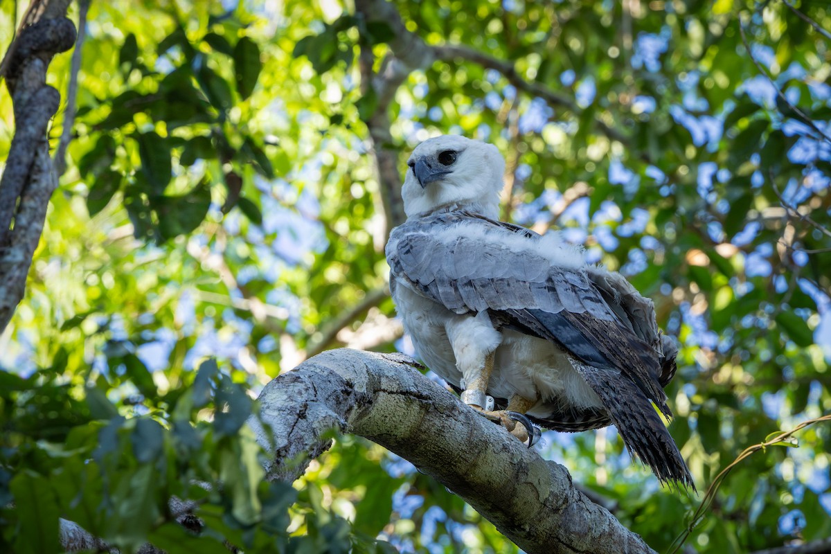 Harpy Eagle - ML641487705