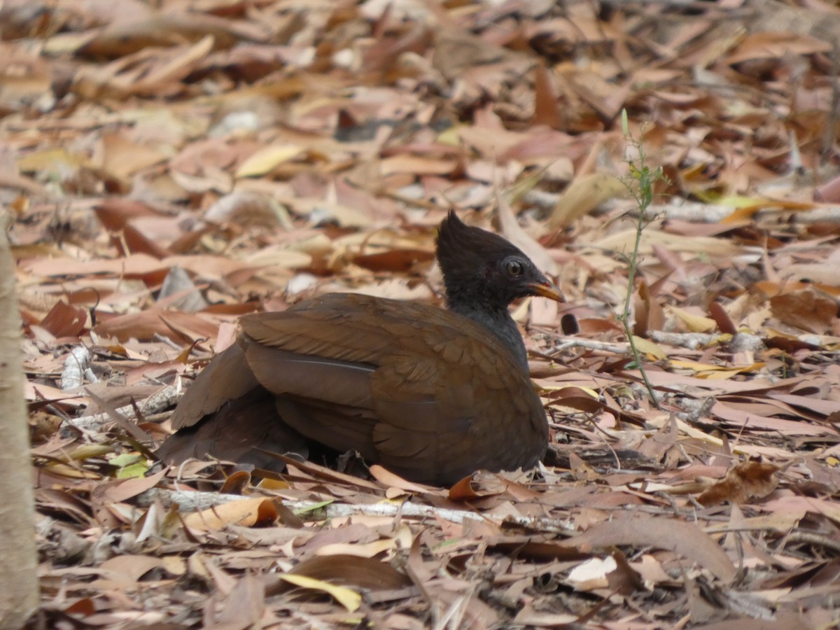 Orange-footed Megapode - ML641487709