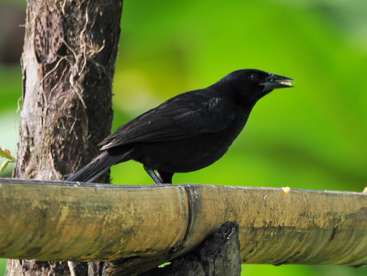 Scrub Blackbird - ML641487751