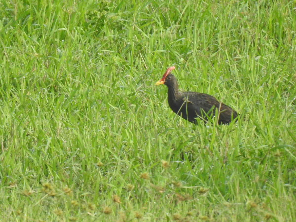 Watercock - ML641487841