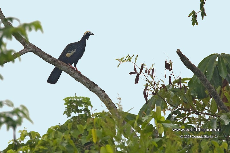 Blue-throated Piping-Guan - ML641487847