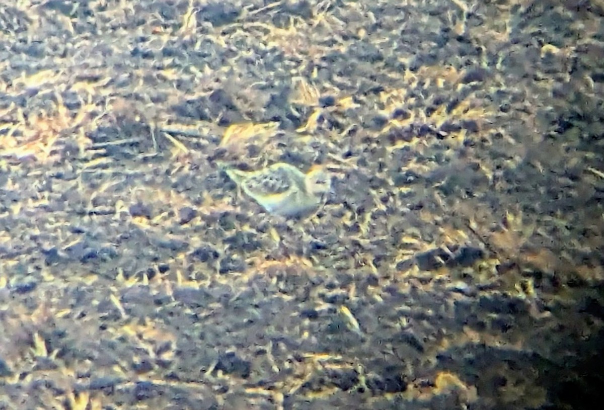 rustsnipe - ML641487859