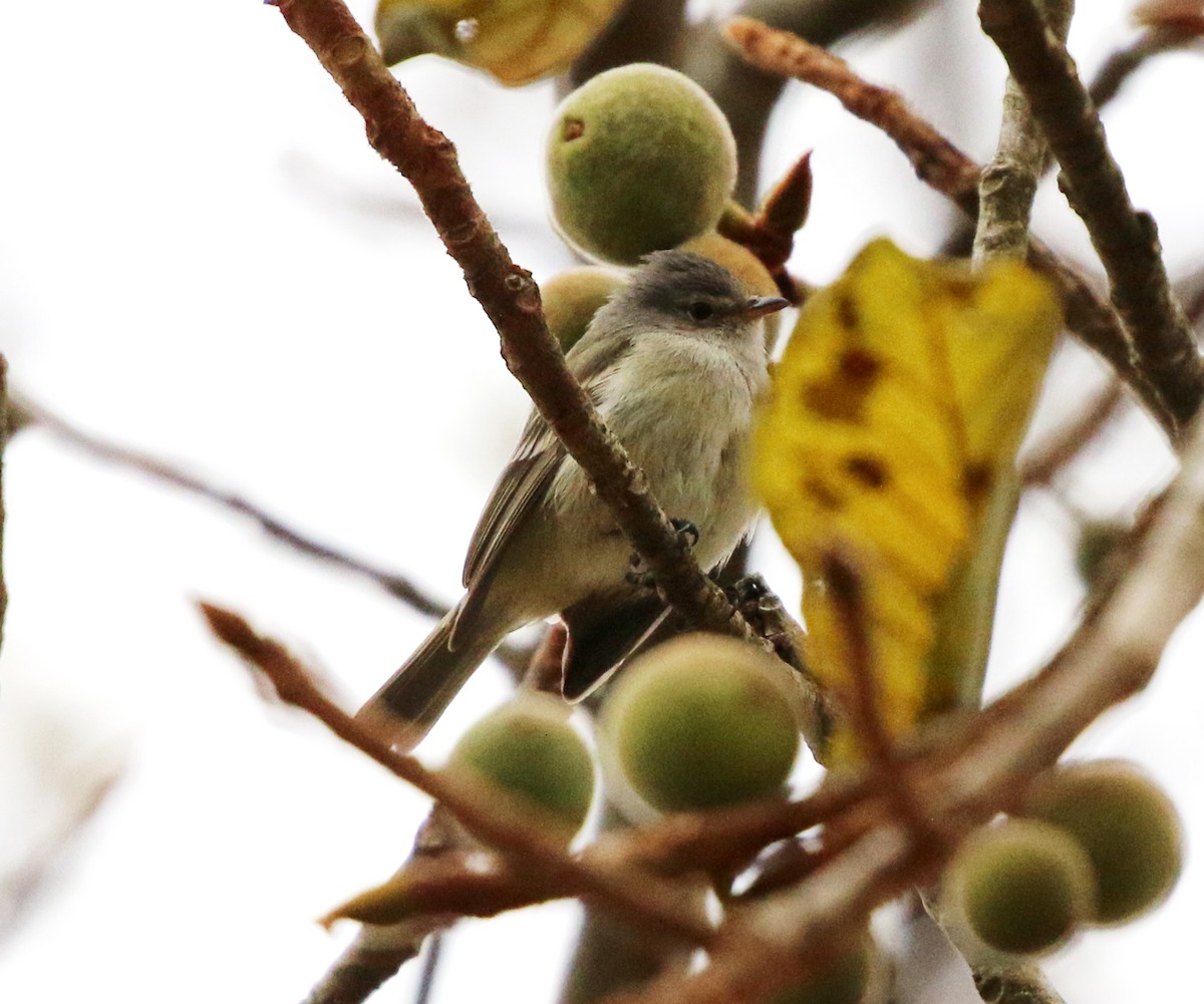 Southern Beardless-Tyrannulet - ML641487872