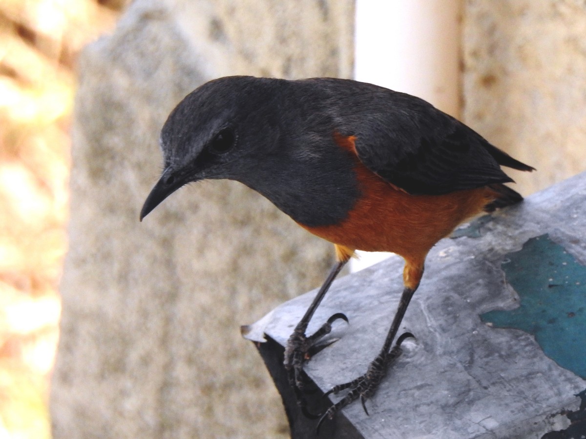Little Rock-Thrush - ML641487888