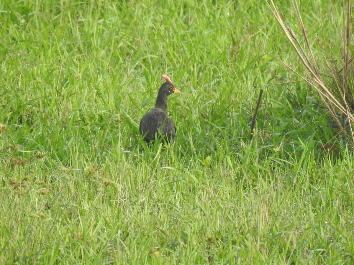 Watercock - ML641487901