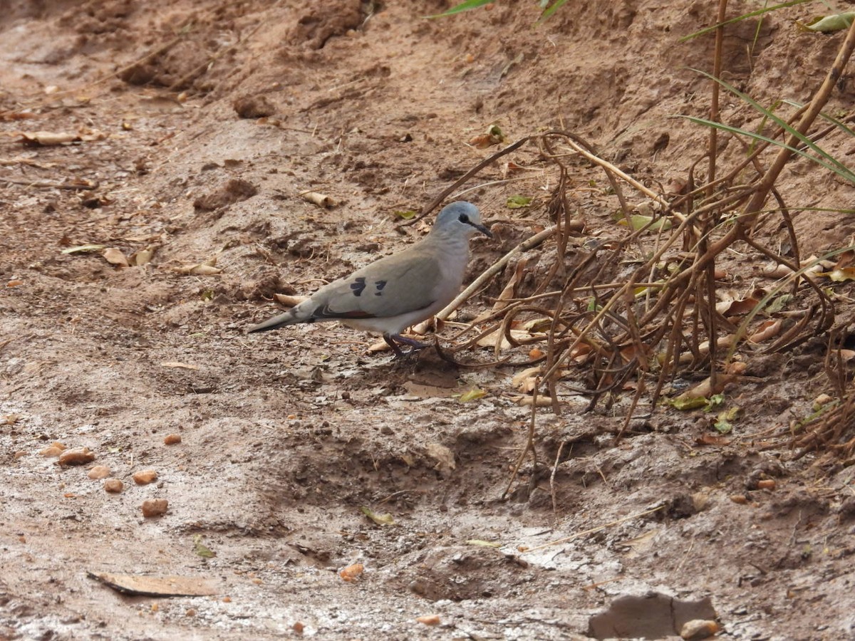 Black-billed Wood-Dove - ML641487905