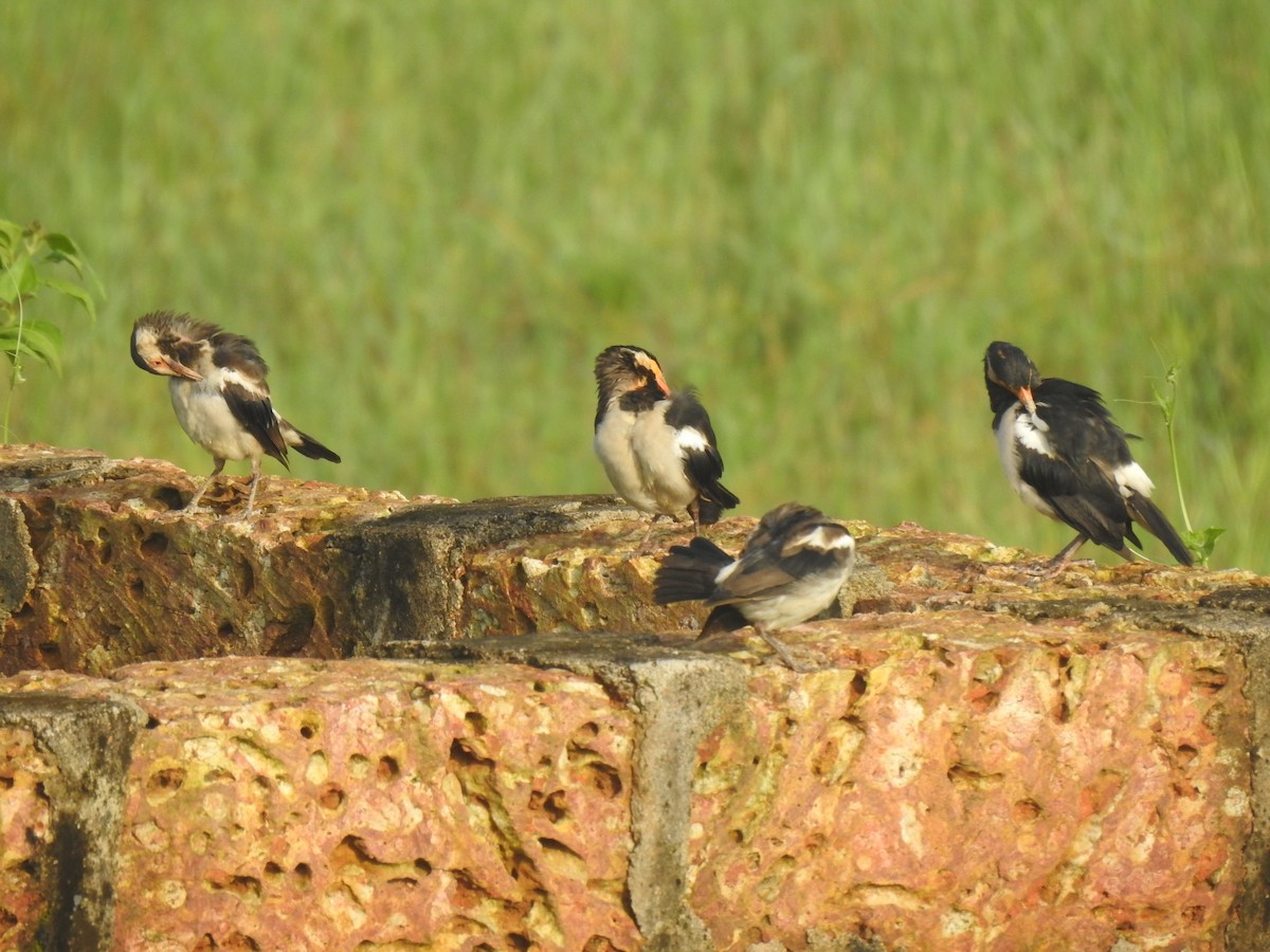 Indian Pied Starling - ML641487915