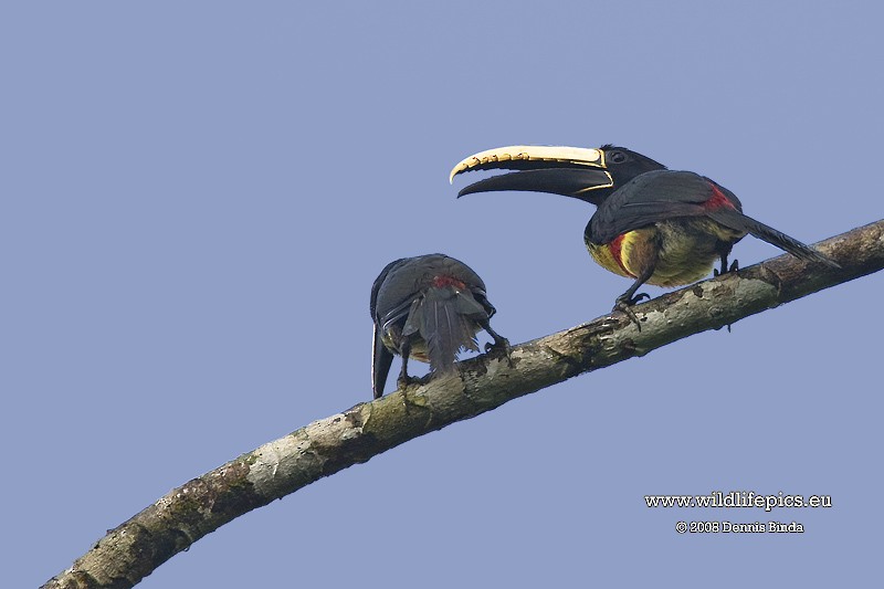 Black-necked Aracari - ML641487941