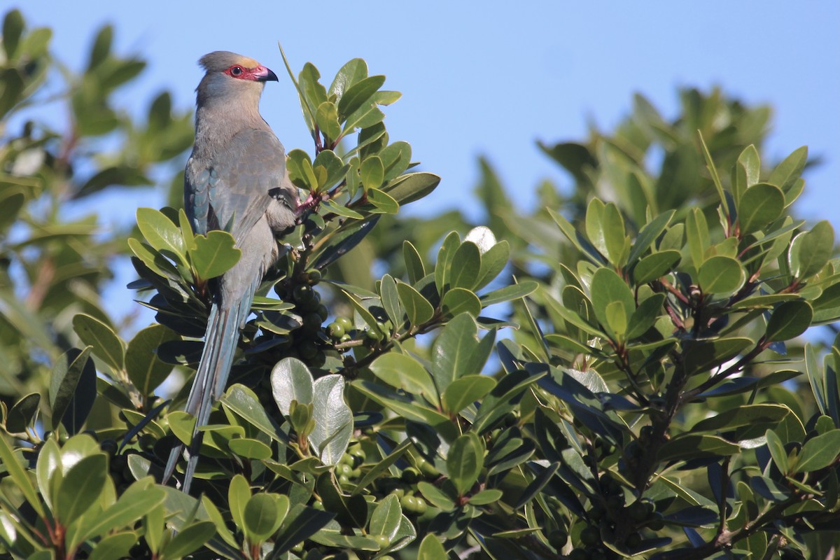 Red-faced Mousebird - ML641487944