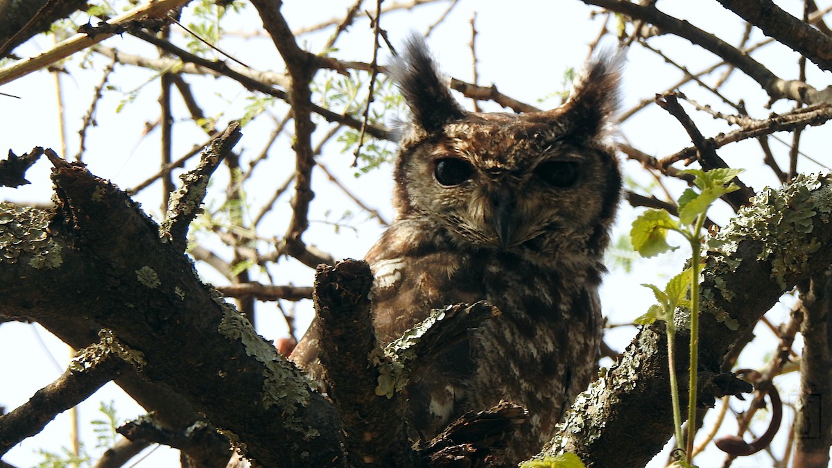 Grayish Eagle-Owl - ML641487966