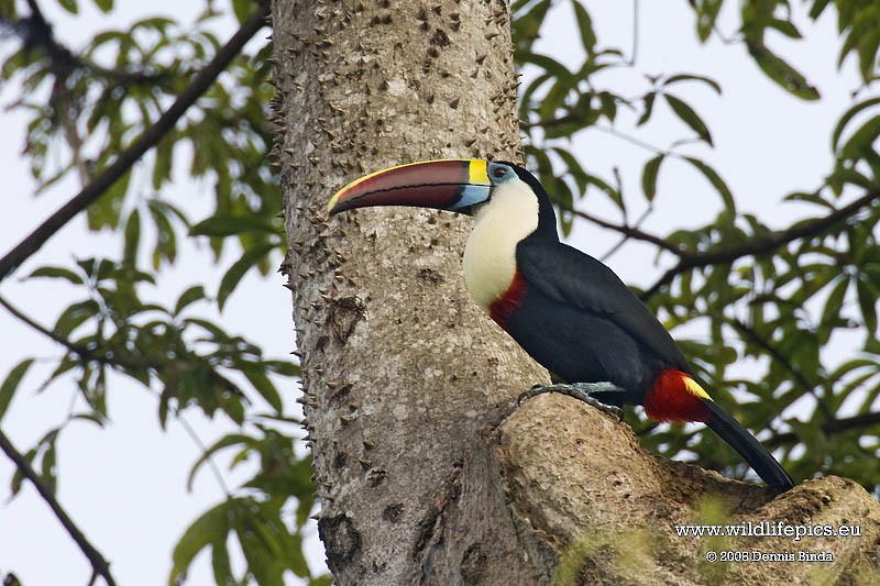 White-throated Toucan - ML641488013