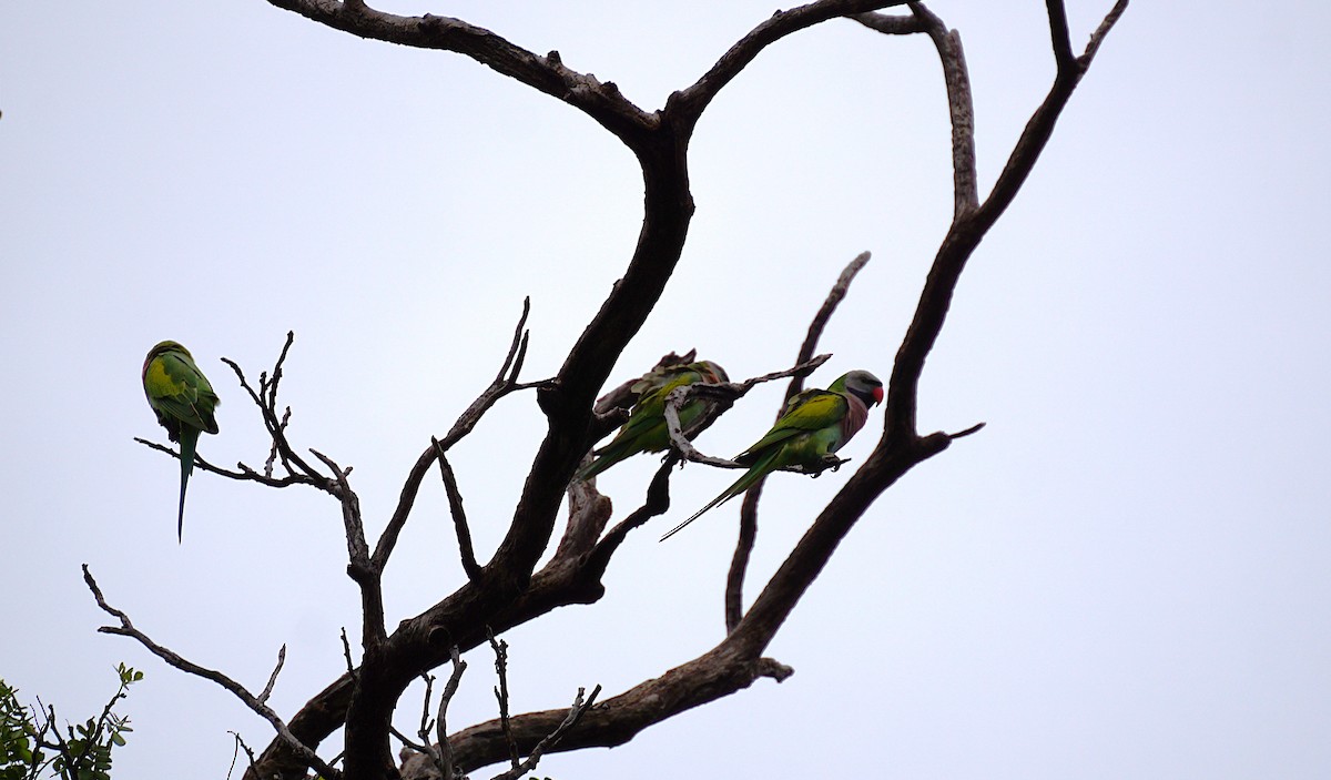 Red-breasted Parakeet - ML641488059
