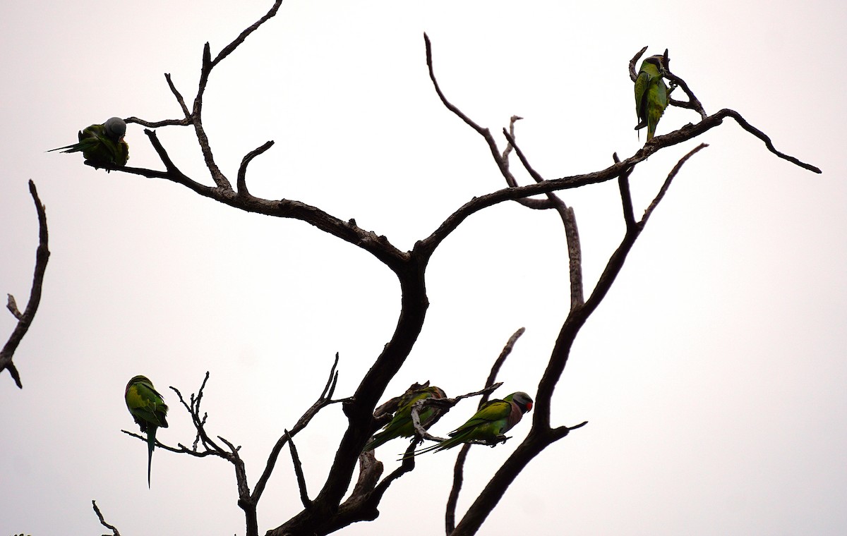 Red-breasted Parakeet - ML641488060