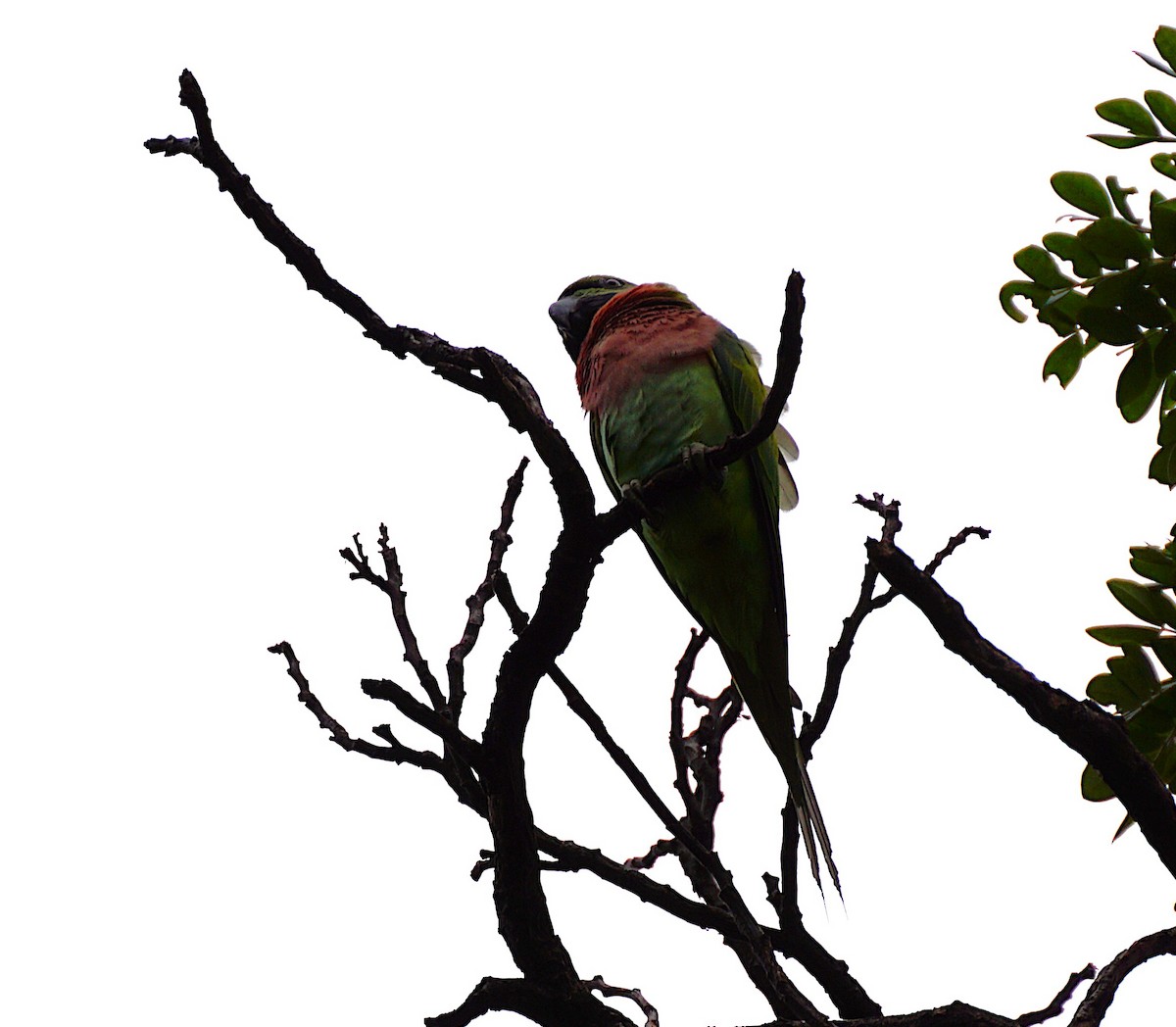 Red-breasted Parakeet - ML641488064