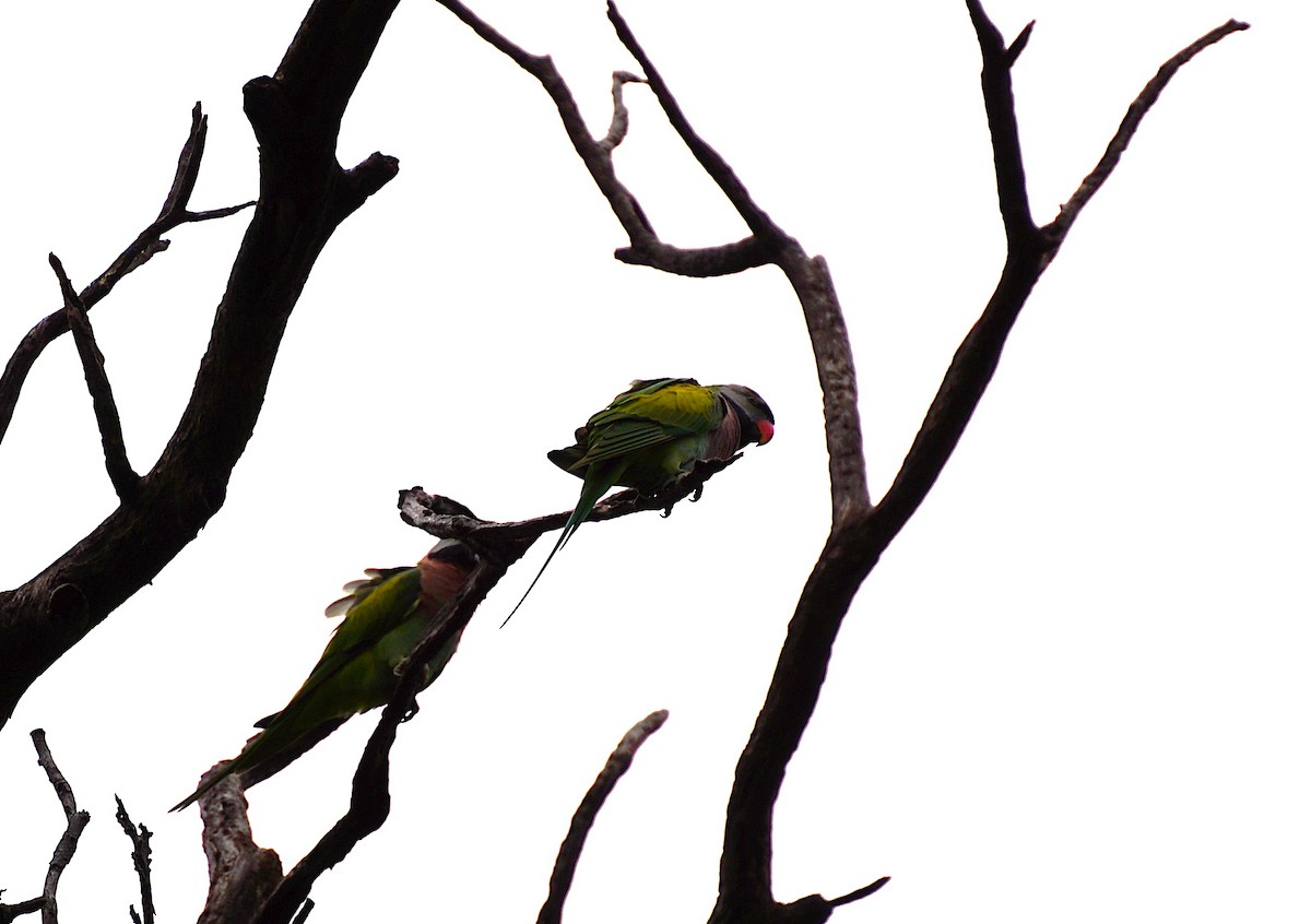 Red-breasted Parakeet - ML641488069
