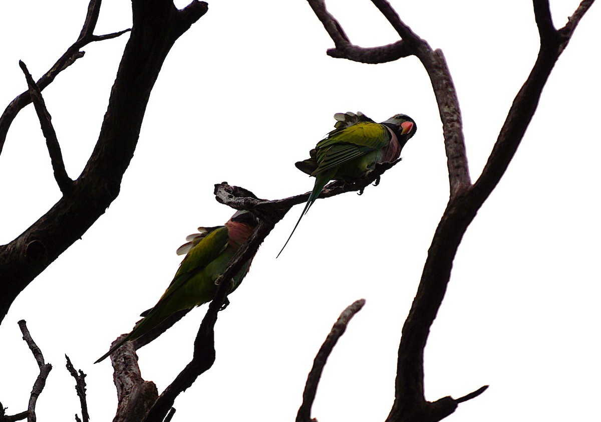 Red-breasted Parakeet - ML641488070