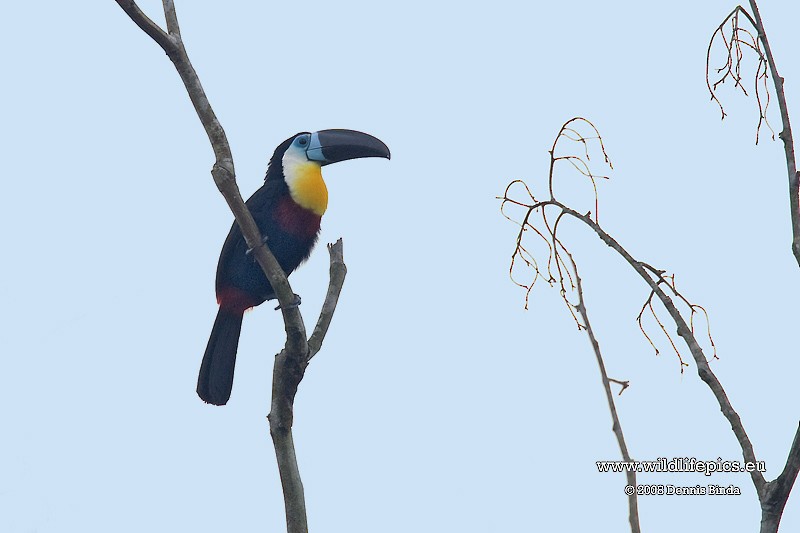 Channel-billed Toucan - ML641488072