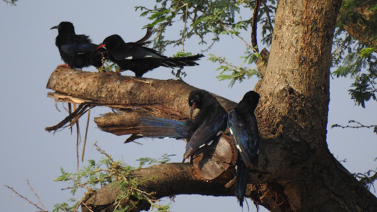 Black-billed Woodhoopoe - ML641488101