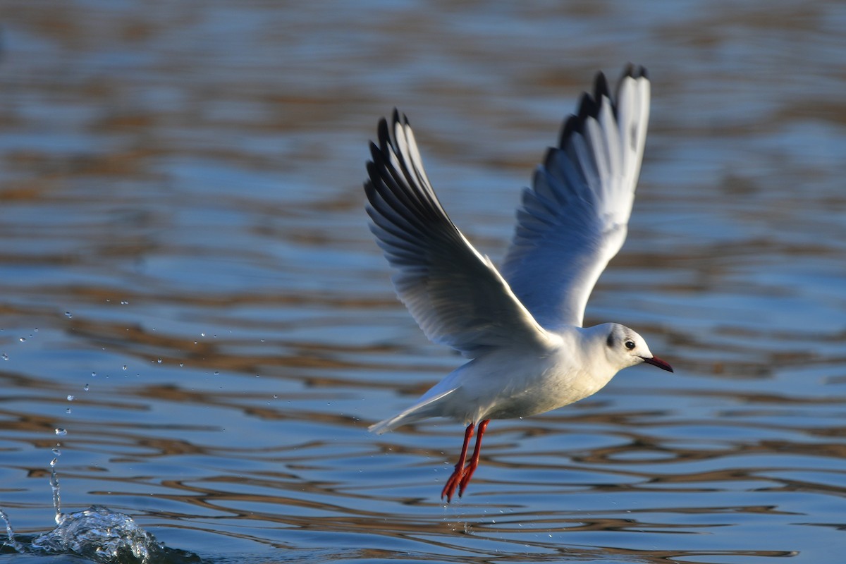 Mouette rieuse - ML641488110