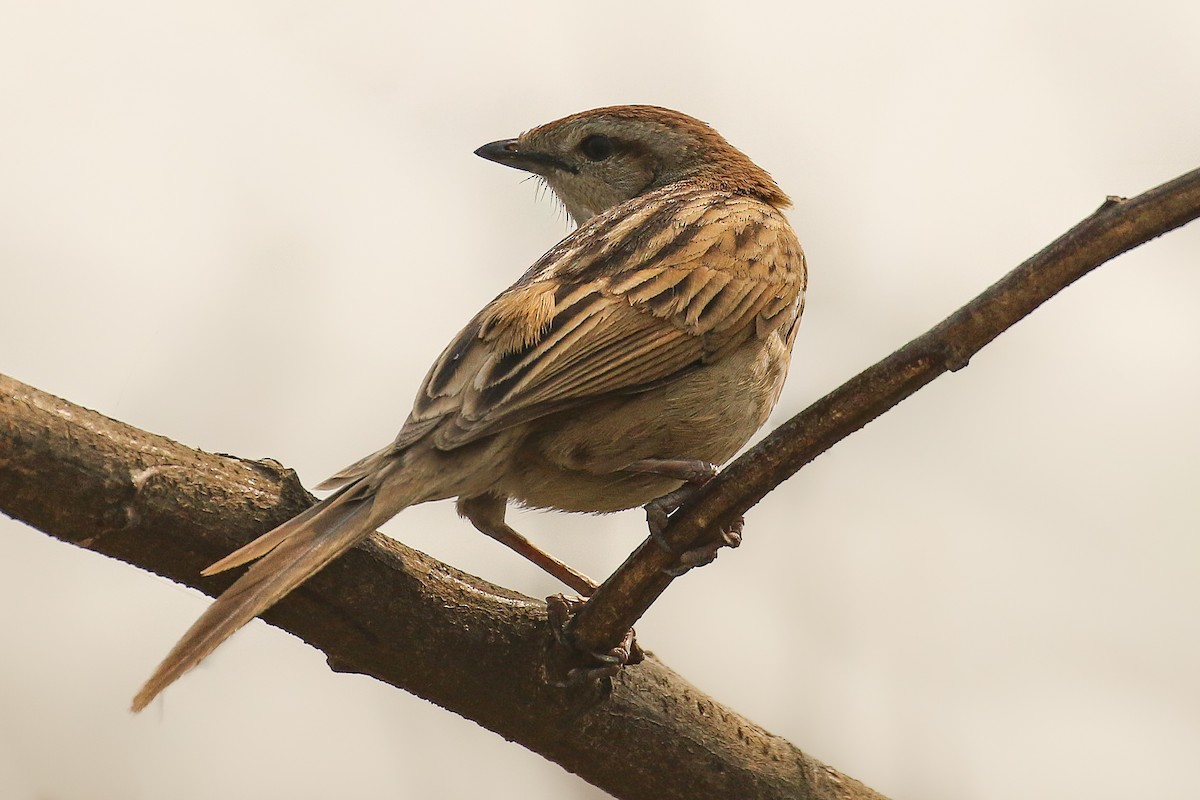 Striated Grassbird - ML641488121