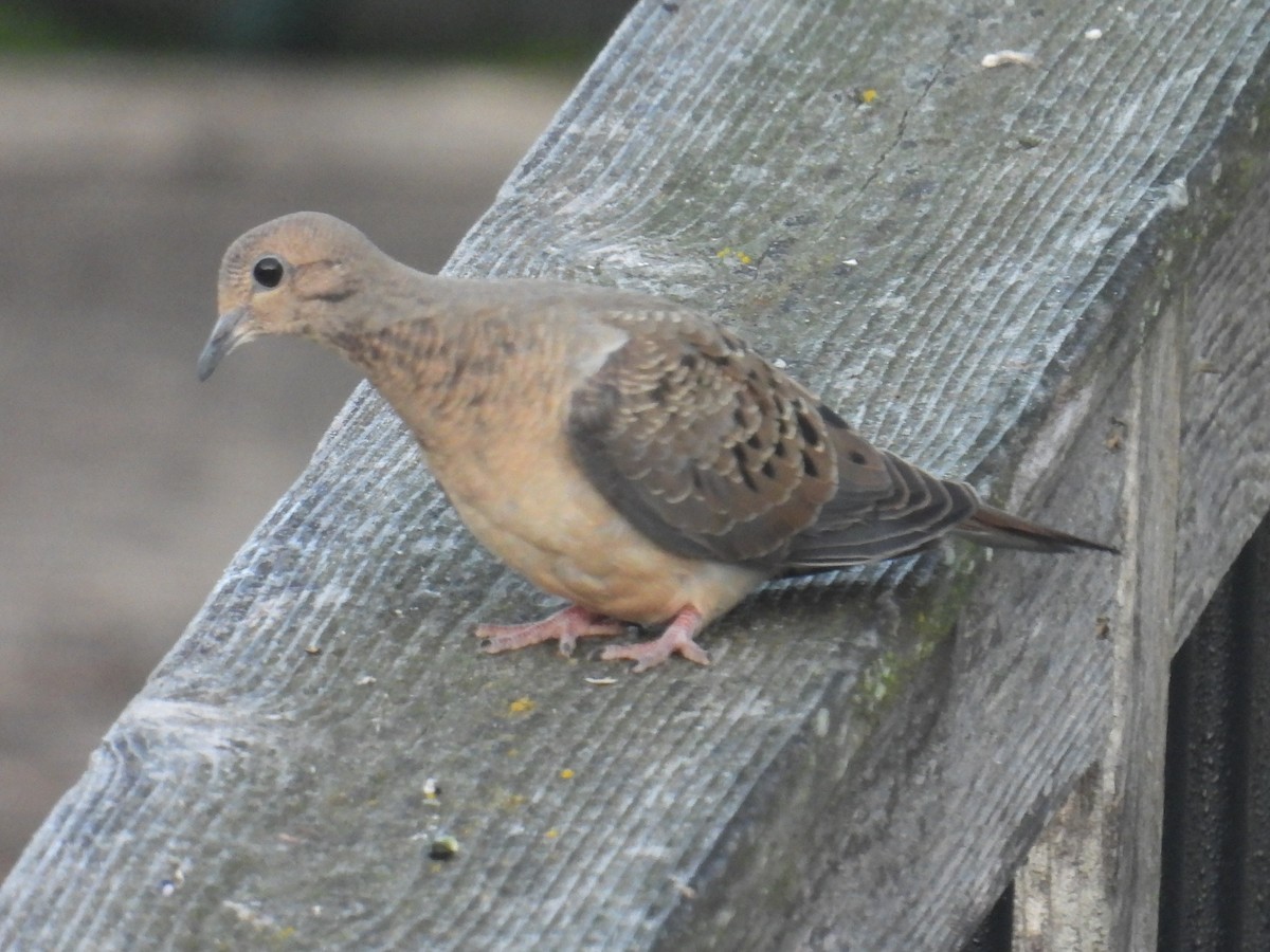 Mourning Dove - ML641488140