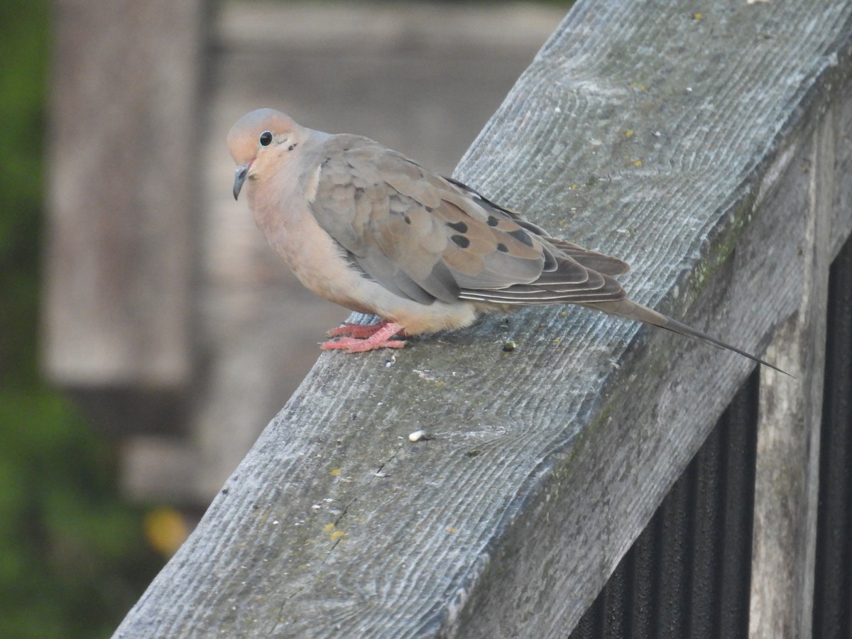 Mourning Dove - ML641488141