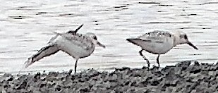 Sanderling - ML641488145