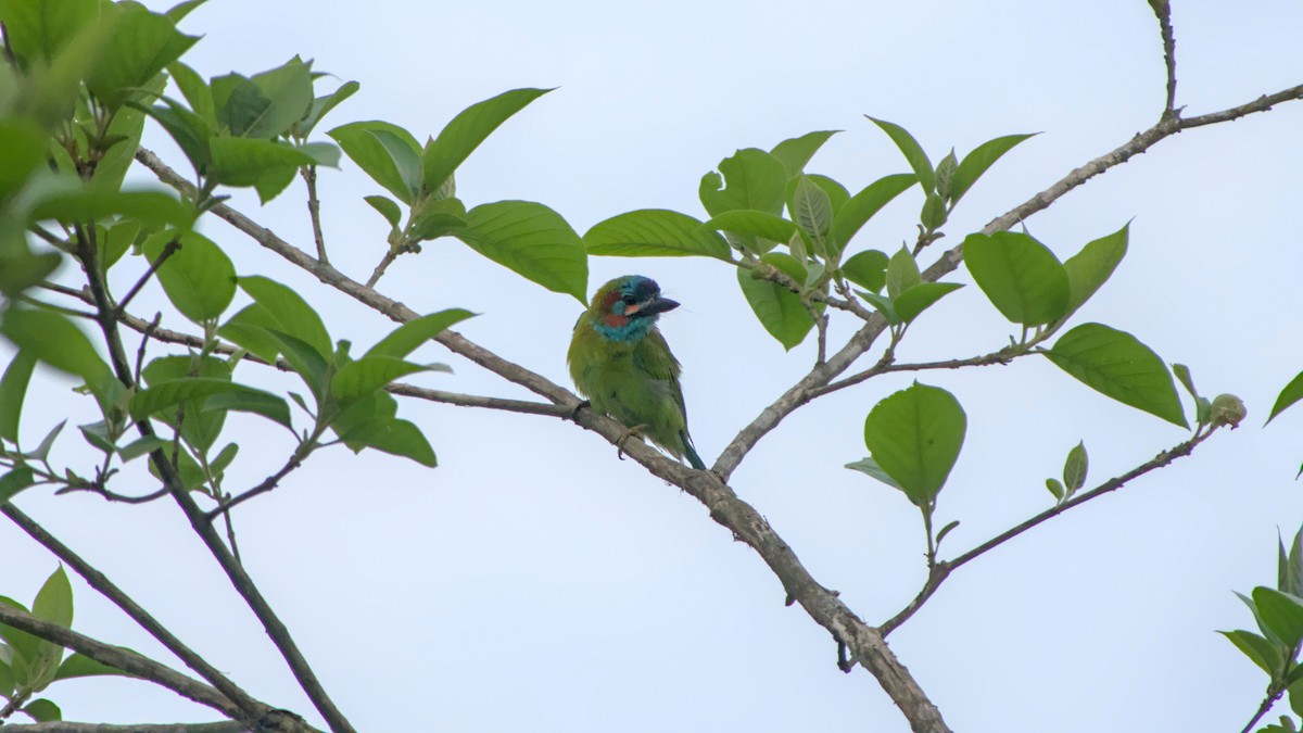 Blue-eared Barbet - ML641488164