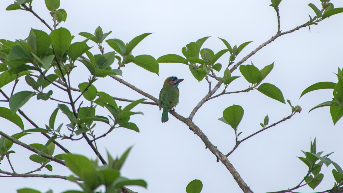 Blue-eared Barbet - ML641488165