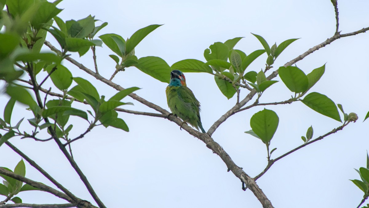Blue-eared Barbet - ML641488166