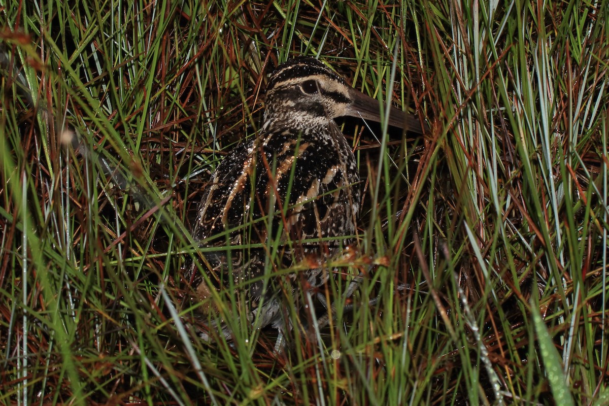 Giant Snipe - ML641488176