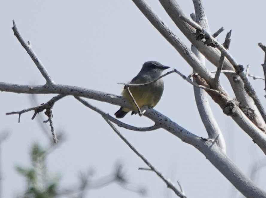 Cassin's Kingbird - ML641488177